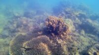 snorkeling di pulau panjang jepara