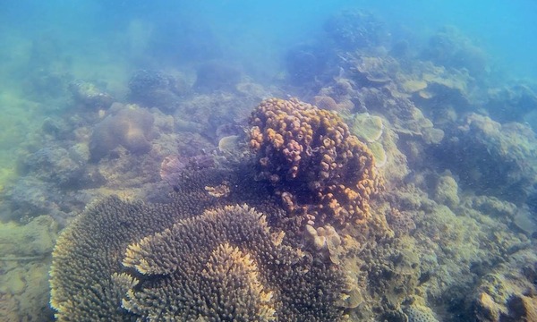 snorkeling di pulau panjang jepara